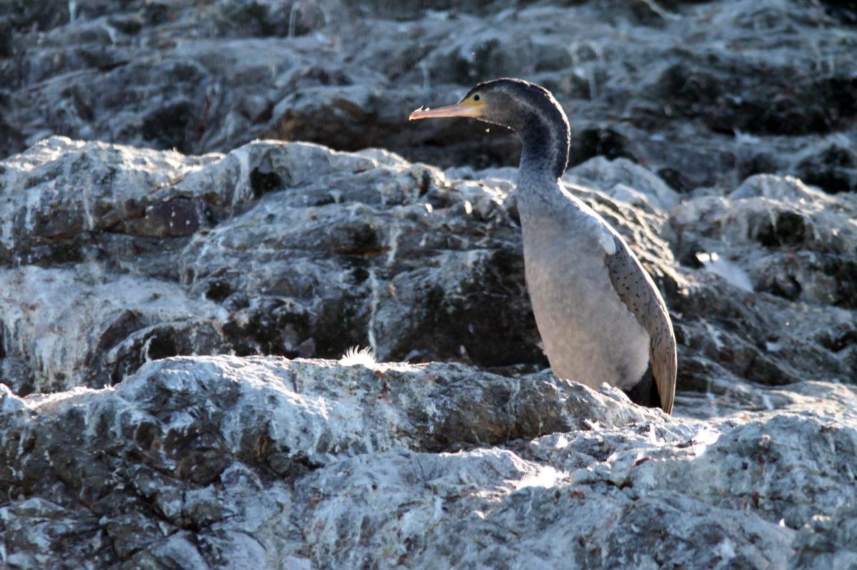 Spotted Shag (Stictocarbo punctatus), Esplanade, Kaikōura, Canterbury, New Zealand, 2014-03-14 Spotted Shag (Stictocarbo punctatus)